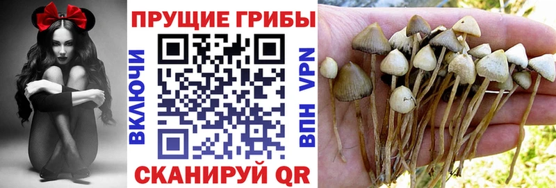 shop клад  Яхрома  Псилоцибиновые грибы Psilocybe 